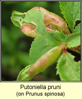 Putoniella pruni