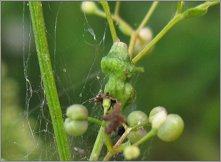 Schizomyia galiorum