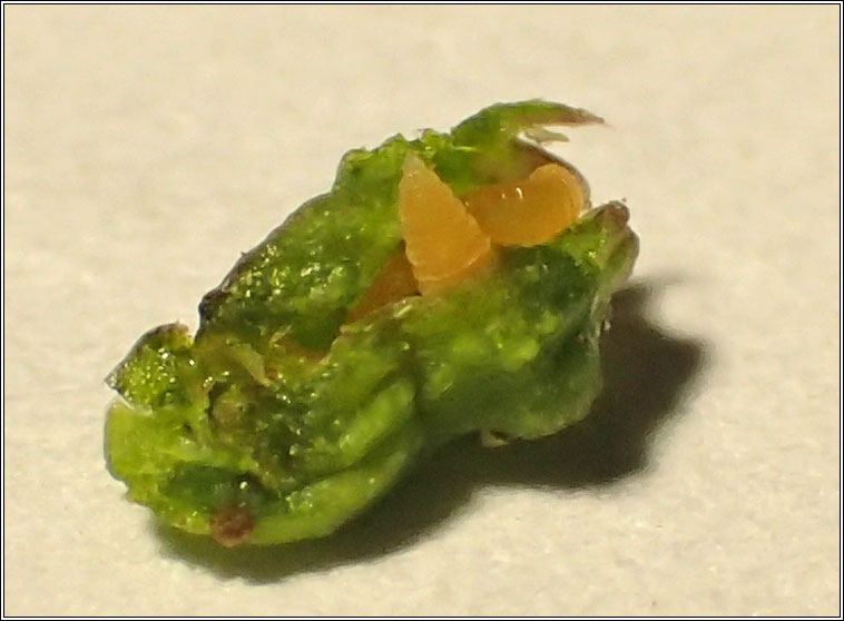 Schizomyia galiorum