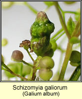 Schizomyia galiorum