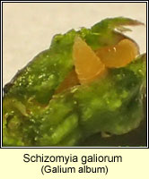 Schizomyia galiorum