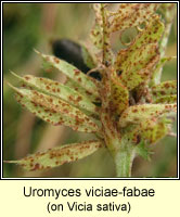 Uromyces viciae-fabae