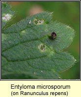 Entyloma microsporum