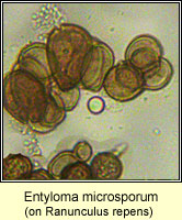 Entyloma microsporum