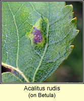 Acalitus rudis