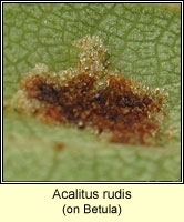 Acalitus rudis