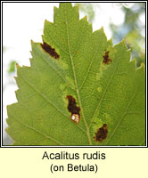 Acalitus rudis