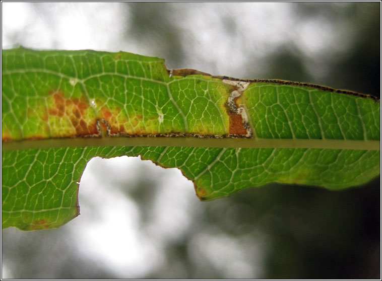 Dasineura kiefferiana