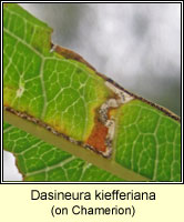 Dasineura kiefferiana