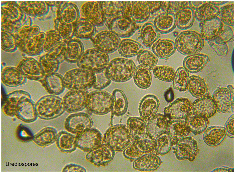 Pucciniastrum epilobii