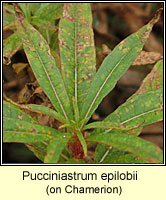 Pucciniastrum epilobii