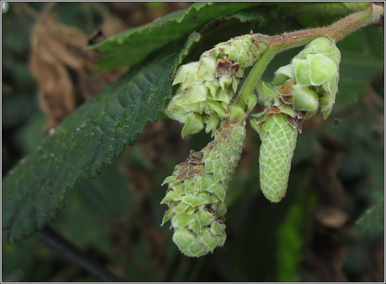 Phyllocoptruta coryli