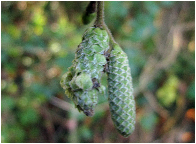 Phyllocoptruta coryli