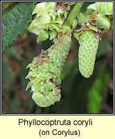 Phyllocoptruta coryli