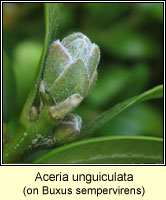 Aceria unguiculata