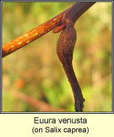 Euura venusta