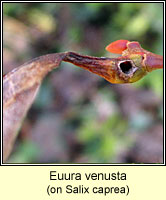 Euura venusta