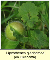 Liposthenes glechomae