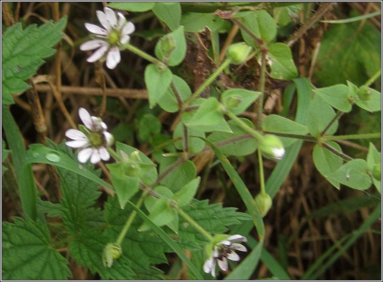 Microbotryum stellariae