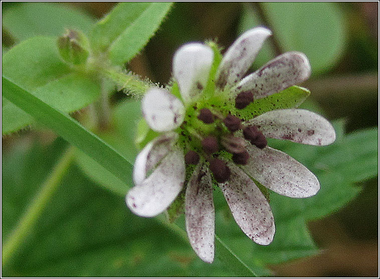 Microbotryum stellariae