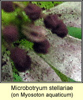 Microbotryum stellariae