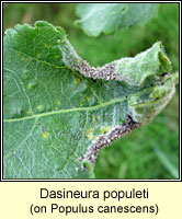 Dasineura populeti