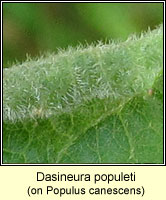 Dasineura populeti