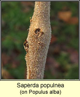 Saperda populnea