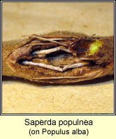 Saperda populnea