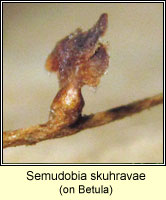 Semudobia skuhravae