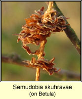 Semudobia skuhravae