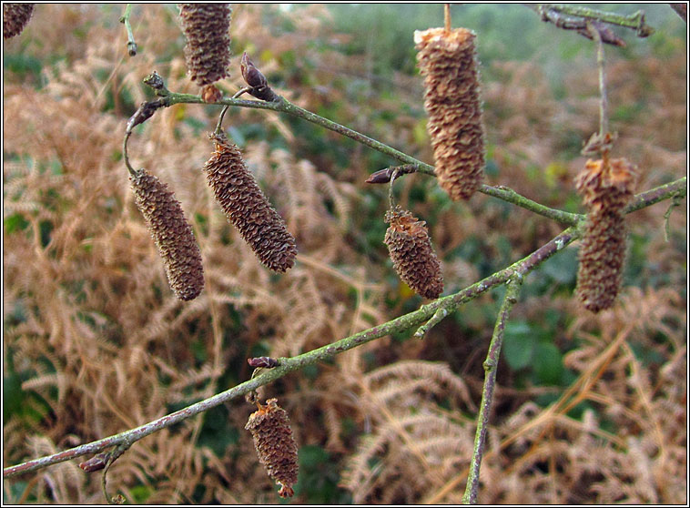 Semudobia betulae