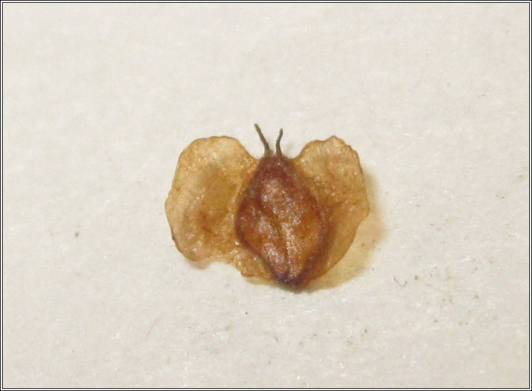 Semudobia betulae