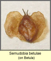 Semudobia betulae