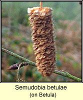 Semudobia betulae