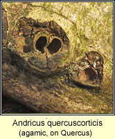 Andricus quercuscorticis f agamic