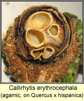 Callirhytis sp, agamic