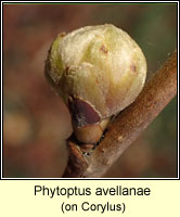 Phytoptus avellanae