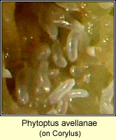 Phytoptus avellanae