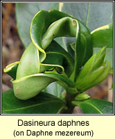 Dasineura daphnes