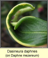 Dasineura daphnes