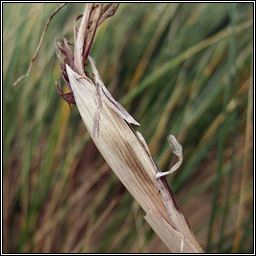 Tetramesa hyalipennis