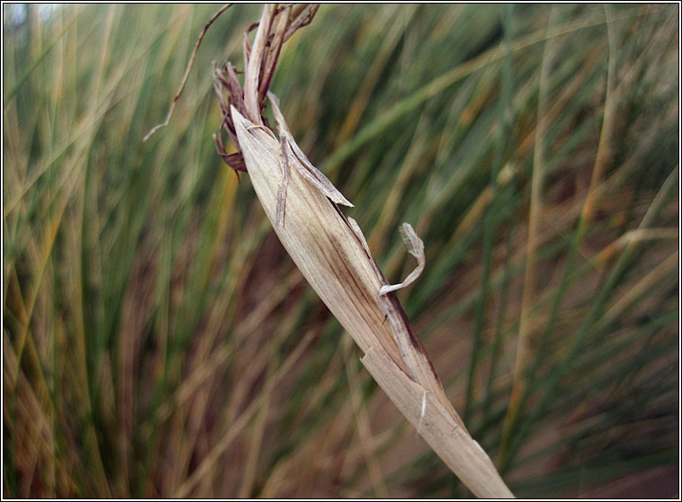 Tetramesa hyalipennis