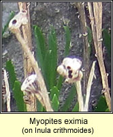 Myopites eximia