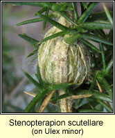 Stenopterapion scutellare