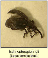 Ischnopterapion loti