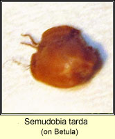 Semudobia tarda