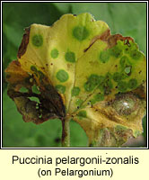 Puccinia pelargonii-zonalis