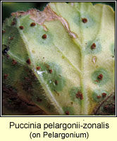 Puccinia pelargonii-zonalis