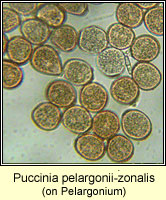 Puccinia pelargonii-zonalis